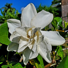 Load image into Gallery viewer, Gardenia Perfume Solid - handmade from fresh blooms
